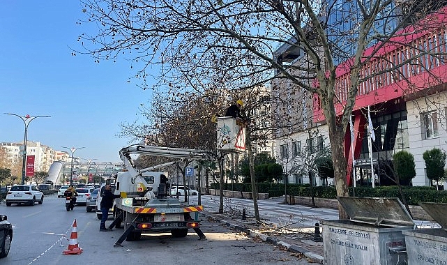 Mimar Sinan Bulvarı’ndaki Çınar Ağaçlarına Kış Bakımı Yapıldı- Haber Şafak
