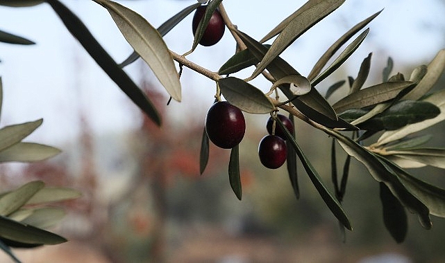 Urla Zeytin Ve Sanat Festivali- Haber Şafak