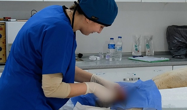 Ayvalık Belediyesi sokaktaki can dostların da yanında- Haber Şafak