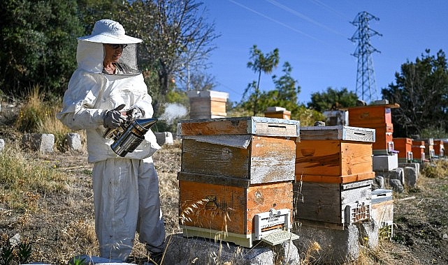 Bornova’da “Arıcılık” geleceğe taşınıyor- Haber Şafak