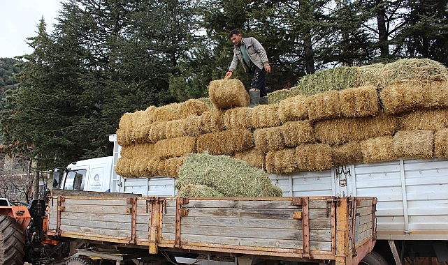 Elmalı Yuva’da saman desteği afetzedelerin yüzünü güldürdü      – Haber Şafak