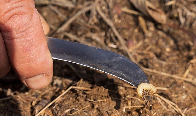 İzmir’de kestane kanseri ile mücadele sürüyor – Haber Şafak