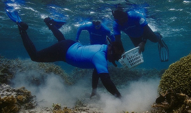 Samsung’un Galaxy teknolojisiyle mercan resifleri koruma altında!- Haber Şafak