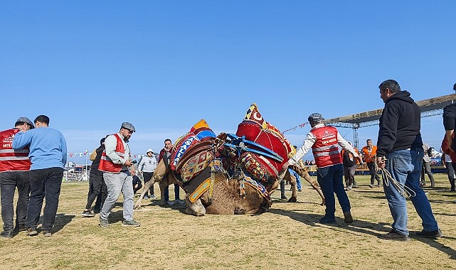 Torbalı’da deve güreşi festivaline rekor katılım- Haber Şafak