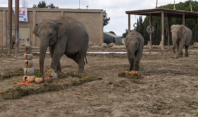 Türkiye’de doğan ilk fil İzmir 14 yaşında İyi ki doğdun “İzmir”- Haber Şafak