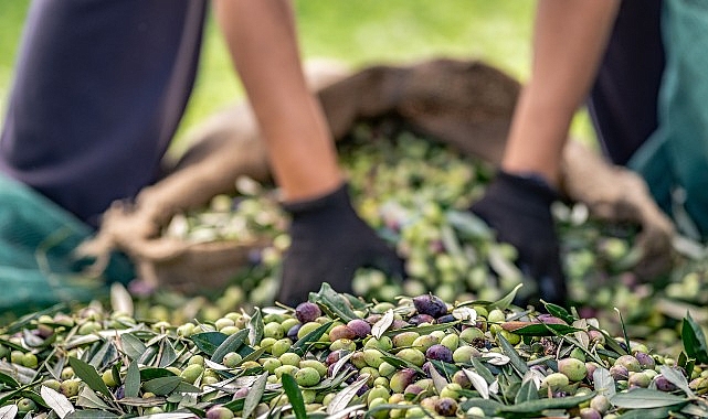 Zeytin ve zeytinyağı sektöründe verimlilik artıracak Avrupa Birliği Projesi- Haber Şafak