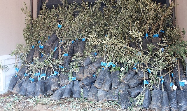 19 ilçede 2 bin üreticiye 40 bin zeytin fidanı dağıtılacak- Haber Şafak
