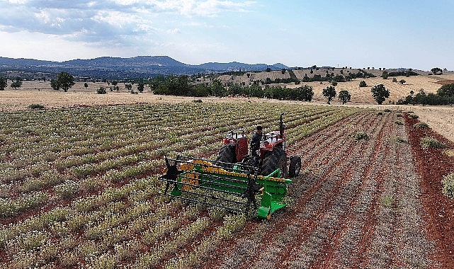 Konya’da Kuraklığa Dayanıklı Kekik Üretimi Başladı