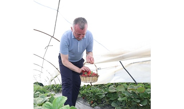 Başkan Büyükakın çilek hasadına katıldı- Haber Şafak
