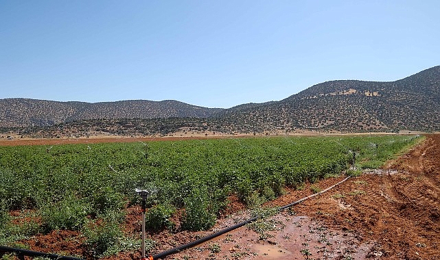 Beğiş’te tarım arıtma suyuyla yeşerdi- Haber Şafak