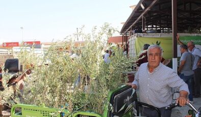 Büyükşehir’den 19 ilçeye 40 bin zeytin fidanı desteği- Haber Şafak