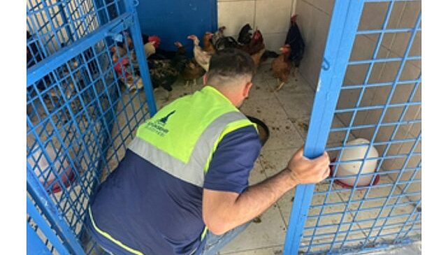 İzmir’deki yangından kurtarılan tavuklarına kavuştu- Haber Şafak