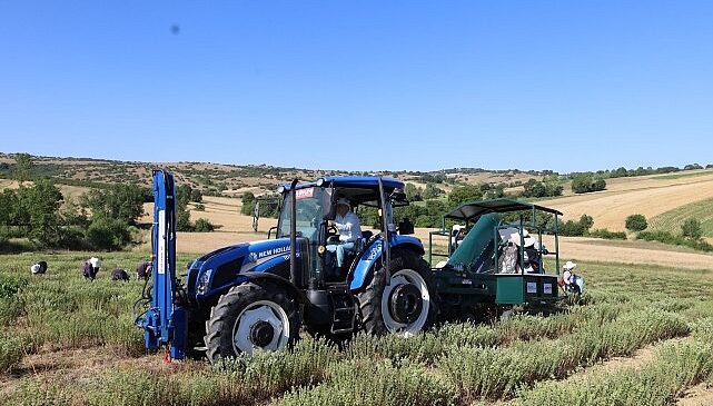 Kocaeli’de kekik hasadı başladı- Haber Şafak