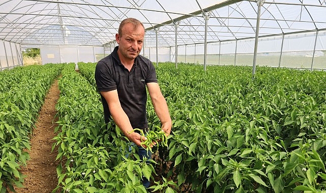 Modern seralarda hasat bereketi- Haber Şafak
