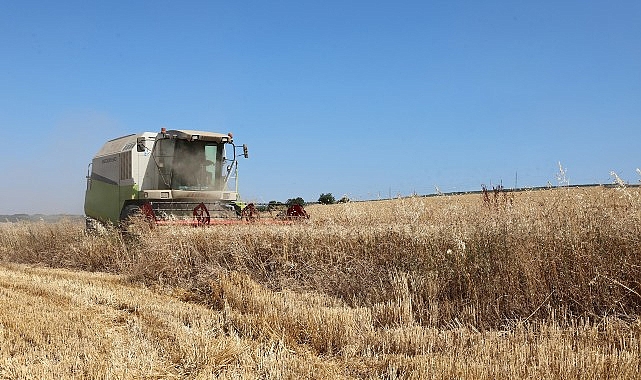 Nilüfer’de buğday hasadı başladı- Haber Şafak
