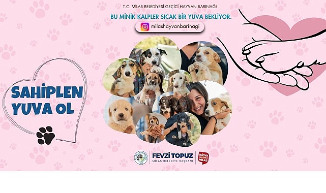 Sevimli Dostlarımız Sıcak Yuvalarını Bekliyor- Haber Şafak