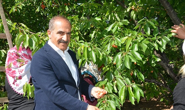 Uçak; “Don kirazı, kiraz ihracatı vurdu”- Haber Şafak