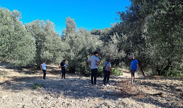 Zeytinin Ulaşım Yolları Araştırılıyor- Haber Şafak