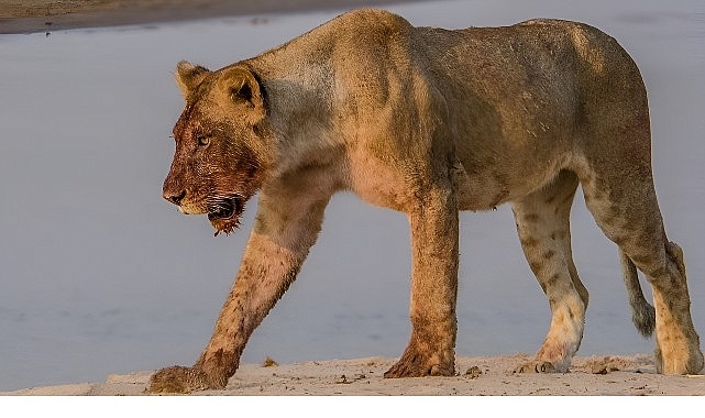 Afrika’nın Nehir Devleri National Geographic WILD’da