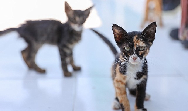 Buca’da 212 Sokak Hayvanı Yuva Buldu