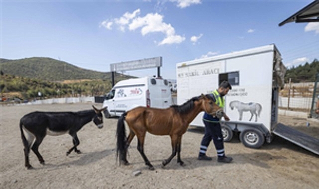 Buca’daki Haralarda Terk Edilen Üç At Pako’da Tedavi Altında