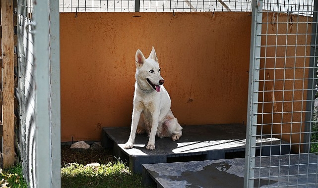 Kemer Belediyesi’nden “Can dostları” için istasyon – Haber Şafak