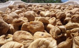 Kuru İncirde Mikotoksinle Mücadele İçin 19 Bin Kerevet Dağıtımı
