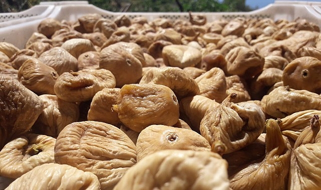 Kuru İncirde Mikotoksinle Mücadele İçin 19 Bin Kerevet Dağıtımı