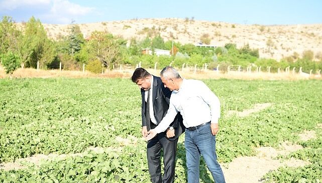 Kazan Kavunu Hasat Zamanıyla Geri Dönüyor