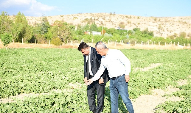 Kazan Kavunu Hasat Zamanıyla Geri Dönüyor