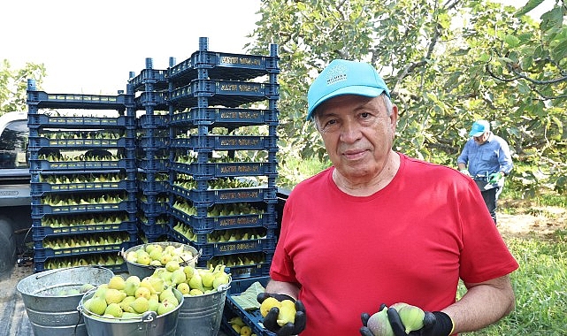 Nilüfer’de Coğrafi İşaretli İncir Hasadı Başladı