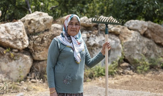 Yenişehir’de Safran Üreticilerinin Sayısı Artıyor