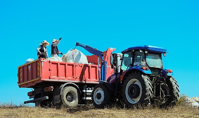 1.140 dekarlık alanda biberiye zamanı- Haber Şafak