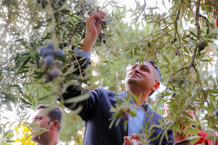 Aliağa’da Zeytinin Bereketi 4.Zeytin Hasat Şenliği’nde Kutlandı

Zeytinin Yolculuğu Aliağa’da Şenlikle Kutlandı