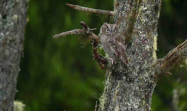 ‘Alaska’nın Kahramanları: Minik Kahramanlar Özel’, 4 Ekim Cumartesi 20.00’de National Geographic WILD Ekranlarında!- Haber Şafak