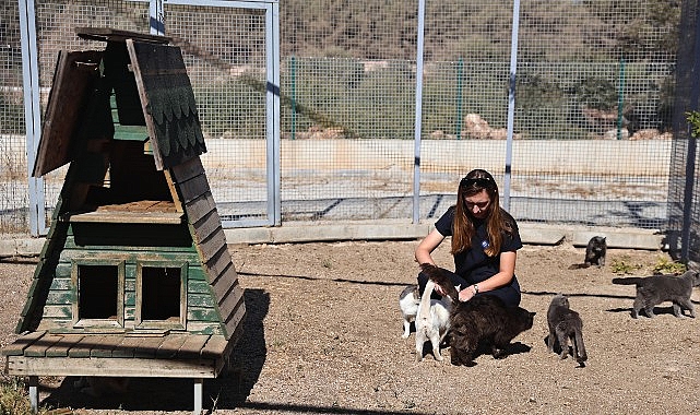 Büyükşehir patili dostları sahipsiz bırakmıyor- Haber Şafak