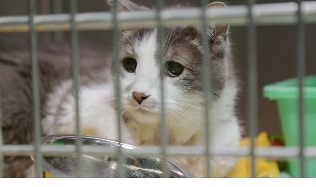 ‘Heartland Veterinerleri: Kediler Özel’, 11 Ekim Cumartesi 21.00’de National Geographic WILD Ekranlarında!- Haber Şafak