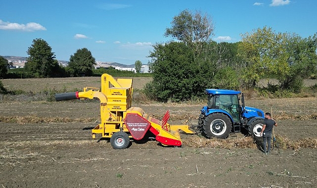 İnegöl’ün Cerrah Kuru Fasulyesinde Hasat Zamanı- Haber Şafak