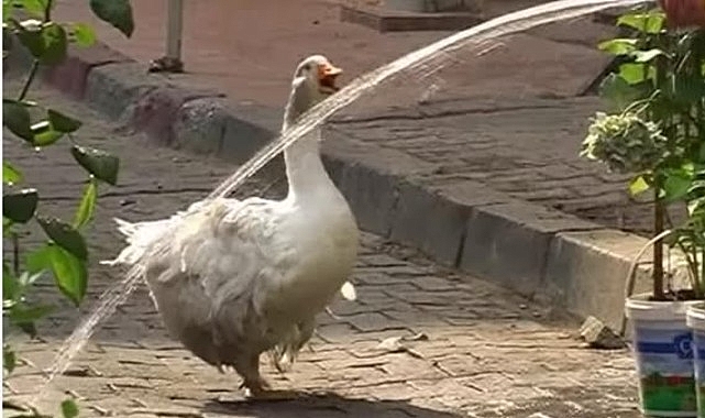 Kadıköy’ün Maskotu Rodi Yeniden Çarşı’da- Haber Şafak