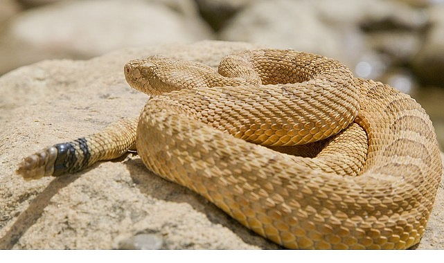 ‘Sürüngenler Gezegeni’, 12 Ekim Pazar 20.00’de National Geographic WILD Ekranlarında!- Haber Şafak