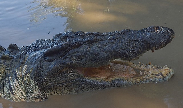 ‘Timsah: Avustralya’nın Hayatta Kalanı’, 5 Ekim Pazar 20.00’de National Geographic WILD Ekranlarında!- Haber Şafak