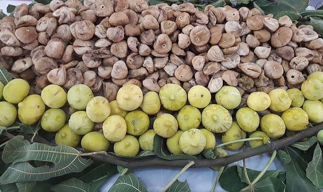 Türk kuru incir ihracatçılarından Avrupa Birliği’ne; “Kuru incirde ev ödevimizi yapıyoruz” mesajı- Haber Şafak