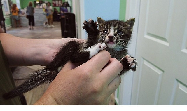 ‘Veteriner Dostlar: Kediler Özel’,   11 Ekim Cumartesi 20.00’de   National Geographic WILD Ekranlarında İzleyicilerle Buluşuyor!- Haber Şafak
