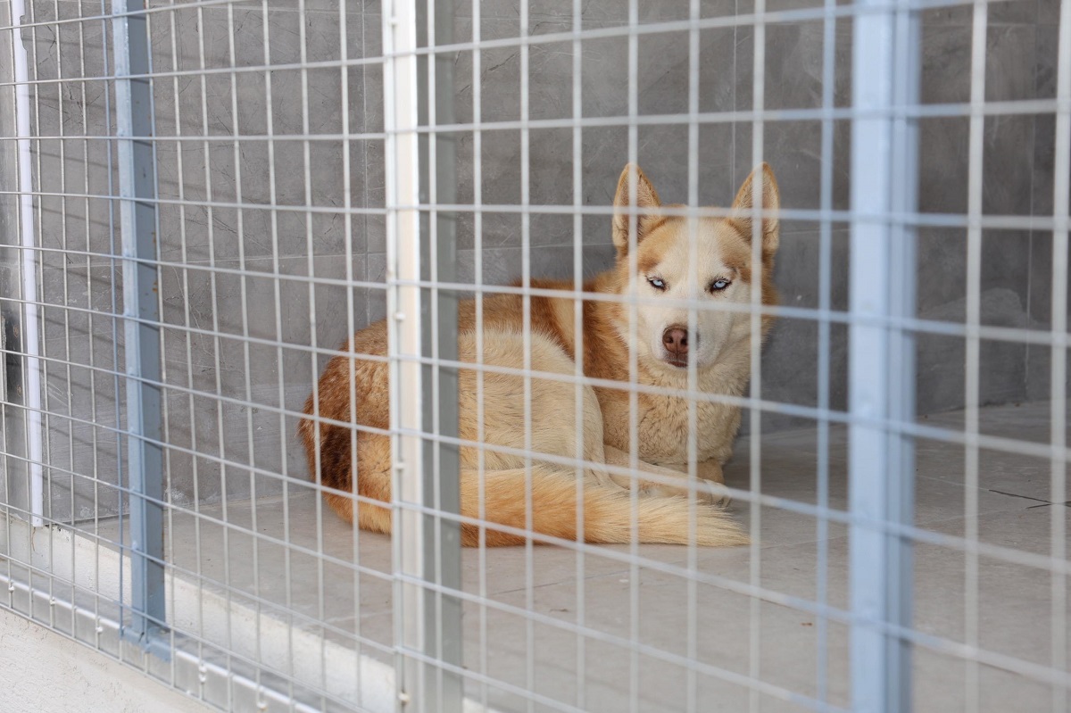 Sokak hayvanlarının yaşam kalitesini artırmayı amaçlayan Eskişehir Büyükşehir Belediyesi Hayvan Bakımevi, düzenlenen törenle hizmete Sarısungur Mahallesi’nde açıldı!